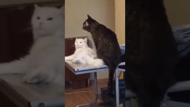 Дешёвый парикмахер смотреть онлайн