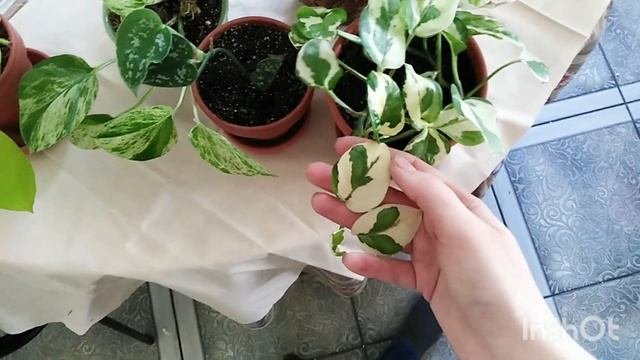 Моя цветочная  коллекция