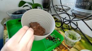 Вынужденная #пересадка маленькой #каттлеи. Во что сажаю, чем поливаю для адаптации.