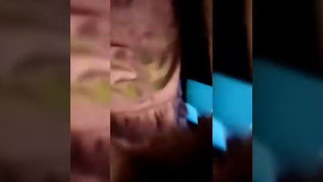 Сирийский хомячок Мндаринка
