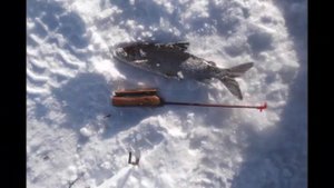 Рыбалка на ютубе 125 км по финке. Верхнетуломский р-он  (сиг, окунь)