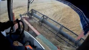 Вектор, Акрос и Палессе Продолжаем уборку в полном составе, 24 ый день.