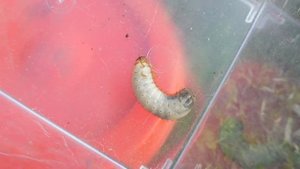 Личинка майского жука (Melolontha sp.) ИЛИ жука-носорога (Oryctes nasicornis)? Питомник Мари Мистик