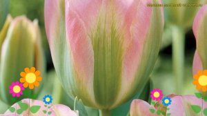 Тюльпан Гринлэнд. Краткий обзор, описание характеристик, где купить саженцы tulipa Greenland