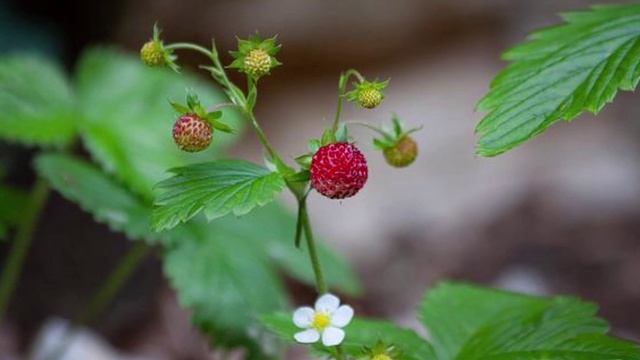 Уход за клубникой во время цветения и плодоношения
