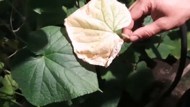 Борьба с паутинным клещем (перезалив) смотреть онлайн