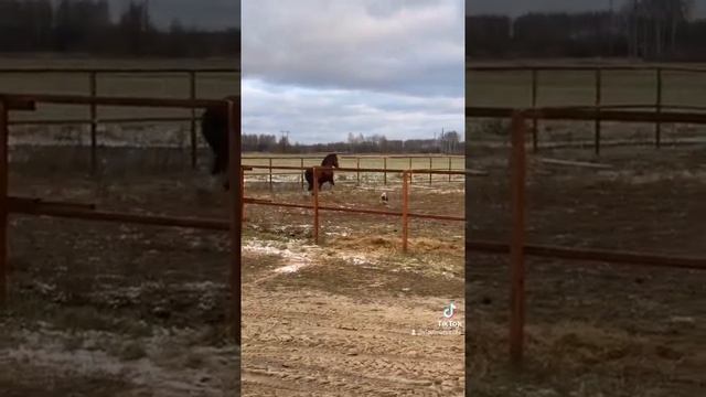 Владимирский тяжеловоз. Жеребец Валдай. Линия стандарта.