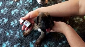 Как правильно прогнать глистов щенкам впервые/How to get rid of worms in puppies for the first time