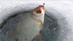 Особенности ловли плотвы в ноябре