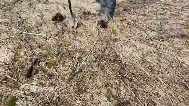 КОПАЕМ В БОЛЬШОЙ ДЕРЕВНЕ. ГОРСТИ МОНЕТ. КОП ПО СТАРИНЕ