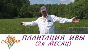 Ива Славная: Плантация ивочки - 2 месяц (16.06.2023)