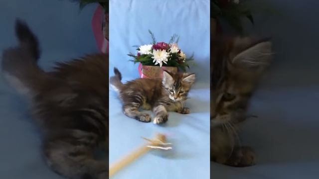 Котенок мейн кун Умка, 2 мес, окрас черепаховый мраморный смотреть онлайн