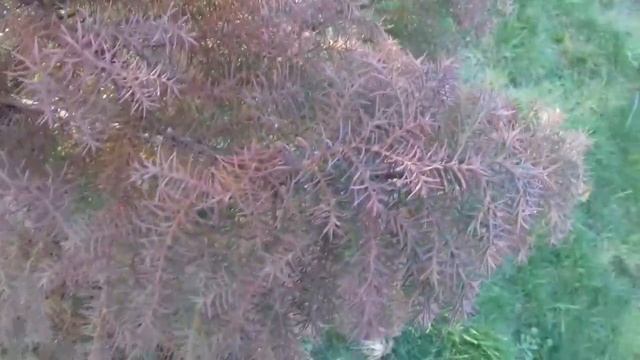 Cèdre du Japon au couleurs automnale 'cryptomeria japonica elegans' смотреть онлайн