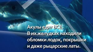 Акулы едят все. Необычные факты о животных.