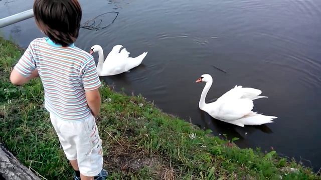 Максим и лебеди смотреть онлайн