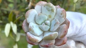 Echeveria Laulindsayana Monroe