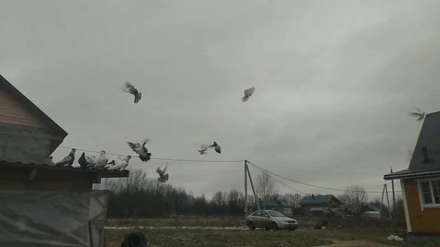 02.12.19 ОТВЕЧАЮ НА ВОПРОС НУЖНА ЛИ КРЕСТОВИНА, Андижанские голуби смотреть онлайн