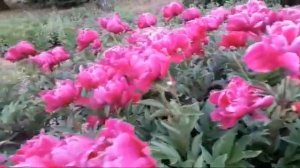ПИОН КАНЗАС, PAEONIA KANSAS