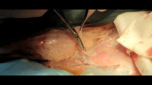 Удаление мастоцитомы у кота