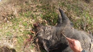 7.62X39 FMJ AND HP GOOD FOR HOG HUNTING???