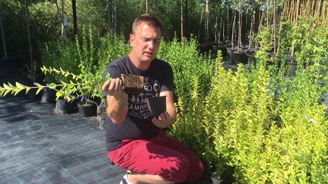 Ligustrum ovalifolium 'Aureum' - Sárgatarka fagyal vásárlása смотреть онлайн