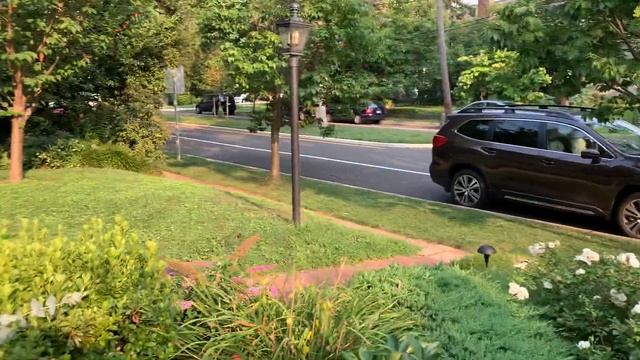 Eucalyptus cinerea Growth Update смотреть онлайн