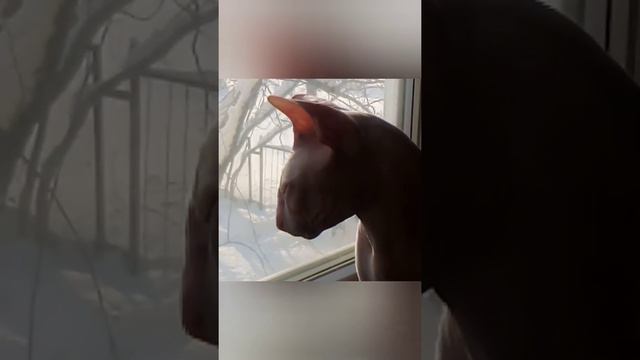 Притчи Соломона 8 глава смотреть онлайн