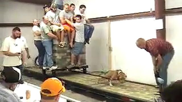 Питбуль Slappy тянет 4 5 тонны смотреть онлайн