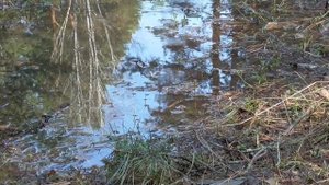 Возрождение новых зубов  Для женщин  Лечебные настрои Сытина Г.Н.