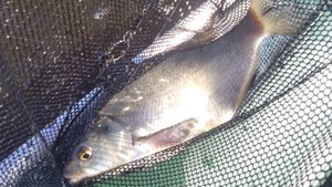 Море, нахлыст и подлещики