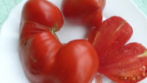 О заказе семян Вкуснейшие томаты Красный ангел Красный волк Левушка Лепешки Кызыл тау