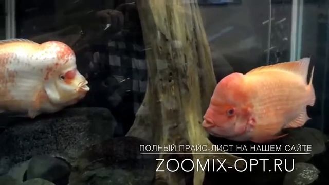 Цихлазома цитроновая Cichlasoma citrinellum. Аквариумные рыбы смотреть онлайн