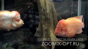 Цихлазома цитроновая Cichlasoma citrinellum. Аквариумные рыбы