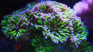 Молоточковая эуфилия ❤️