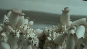 Королевская вешенка/ плодоношение