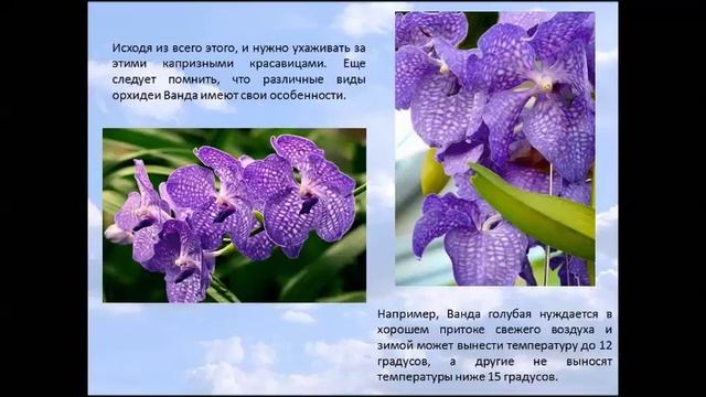 Орхидея Ванда смотреть онлайн
