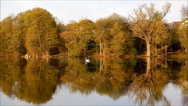 ЗДЕСЬ СНЫ СБЫВАЮТСЯ    Вейделевка - пруд   Вкт Д.