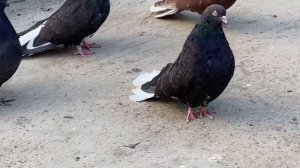 Мелитопольские голуби. Любим и ценим своё…