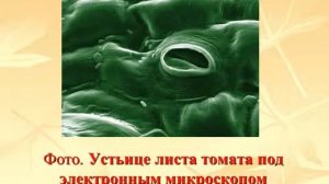 Транспирация