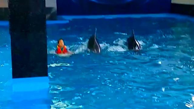 День рождения с дельфинами! Дельфины поздравляют Алину! Aлина в стране Чудес смотреть онлайн