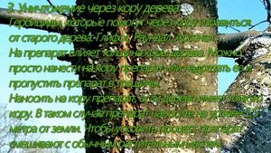 Как без спиливания убрать дерево с участка?