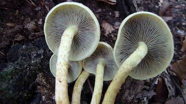 Hypholoma fasciculare - SUMPORAČA смотреть онлайн