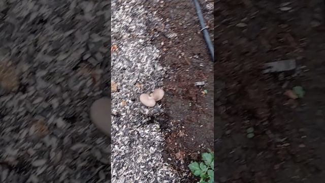 незапланированный ранний весенний урожай ????