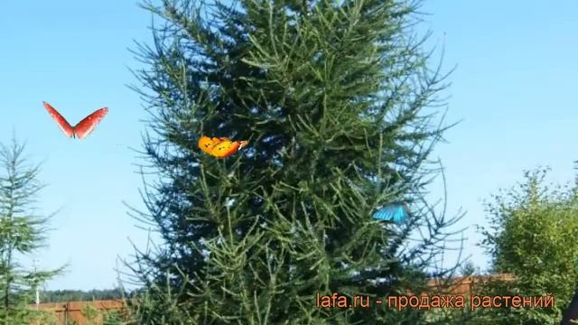 Лиственница европейская (larix decidua) ? лиственница обзор: как сажать саженцы лиственницы