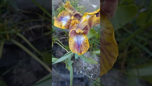 Какого цвета в нем нет😲Карликовый ирис(название утеряно) смотреть онлайн