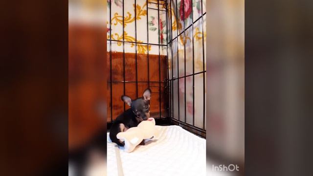 Пражский крысарик. девочка. д.р.12.11.22 смотреть онлайн