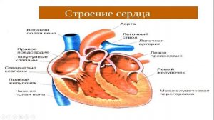 Урок №16 "Строение и функции сердца.Сердечный цикл"