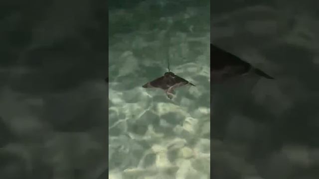 Скат плывет//The stingray swims