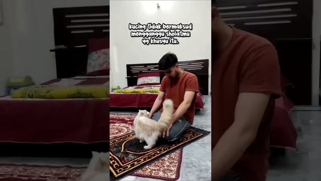 Kenapa kucing sering mengganggu orang sholat??