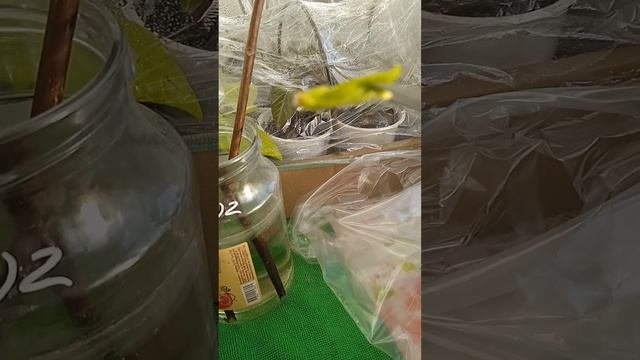 ЧЕРЕНКОВАНИЕ ГОРТЕНЗИЙ ПОЧКАМИ.
